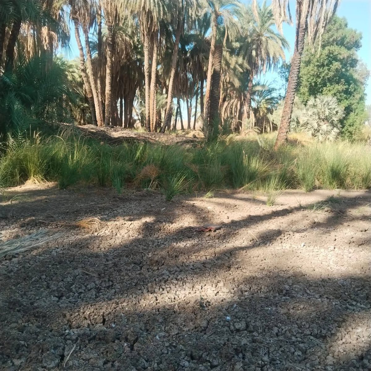 المناطق المحيطة بمعبد موت الآثري 