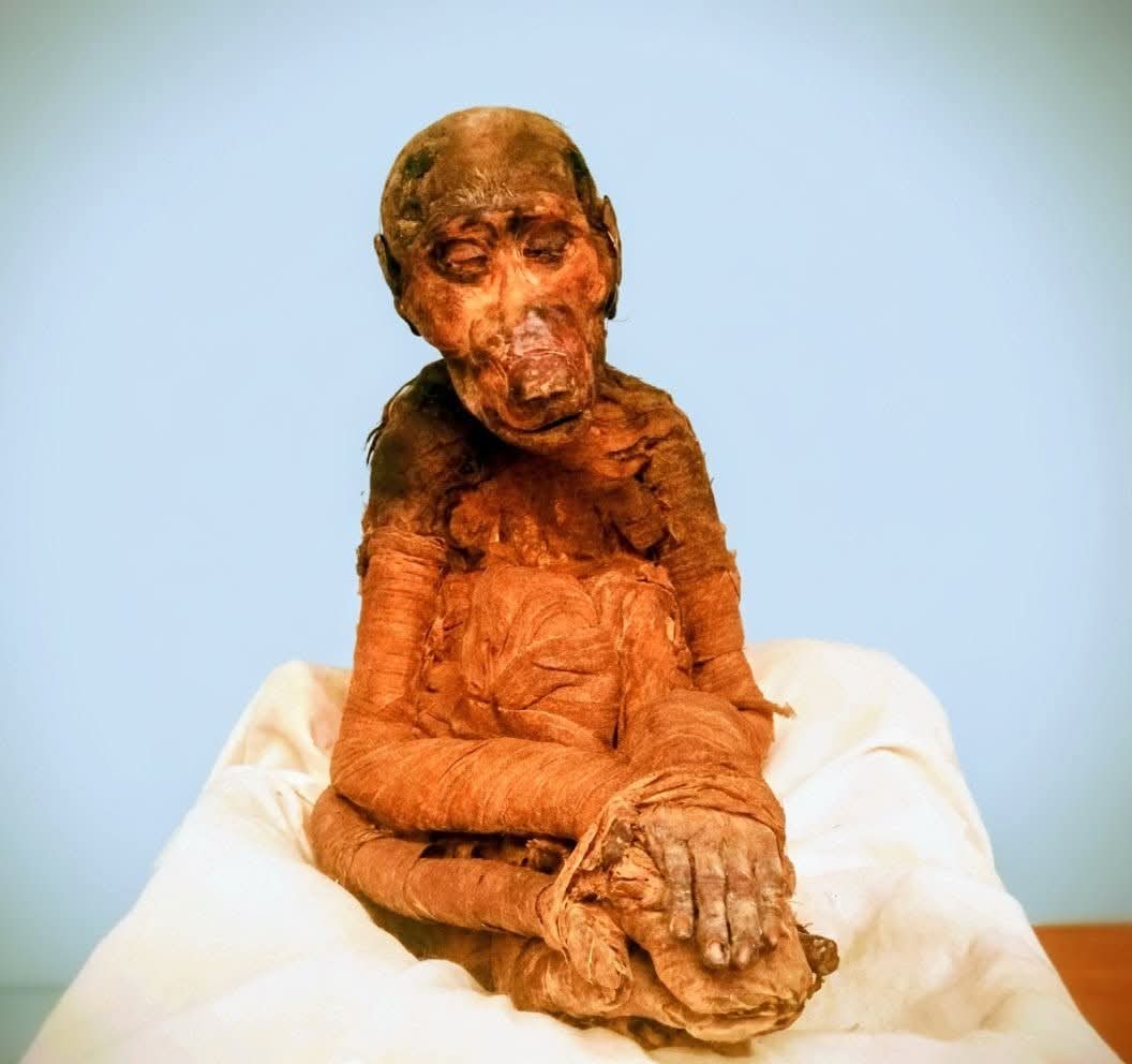 قاعة مومياوات الحيوانات المحنطة