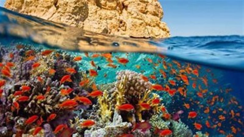 جزيرة الجفتون بالغردقة