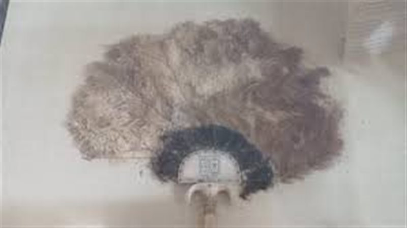  مروحة النعام 