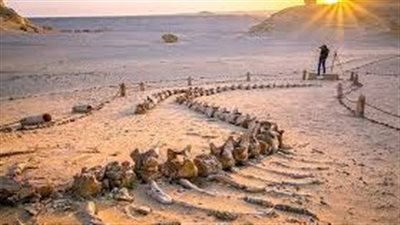 التخييم في وادي الحيتان.. لما الصحراء تحكيلك قصة عمرها ملايين السنين