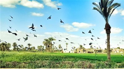 السياحة الريفية في مصر تكتسب شهرة عالمية: اهتمام ألماني متزايد بالتجارب الأصيل