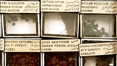 المتحف المصري يعرض مكوّنات الكشري احتفالًا بإدراجه على قائمة التراث العالمي 