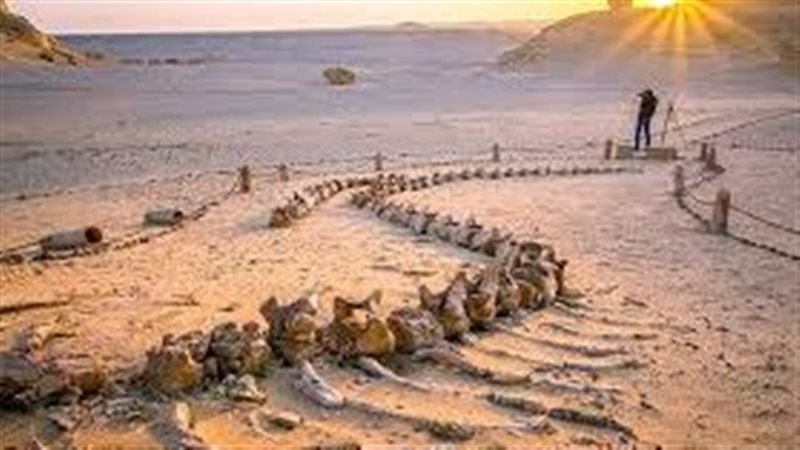 وادي الحيتان بالفيوم