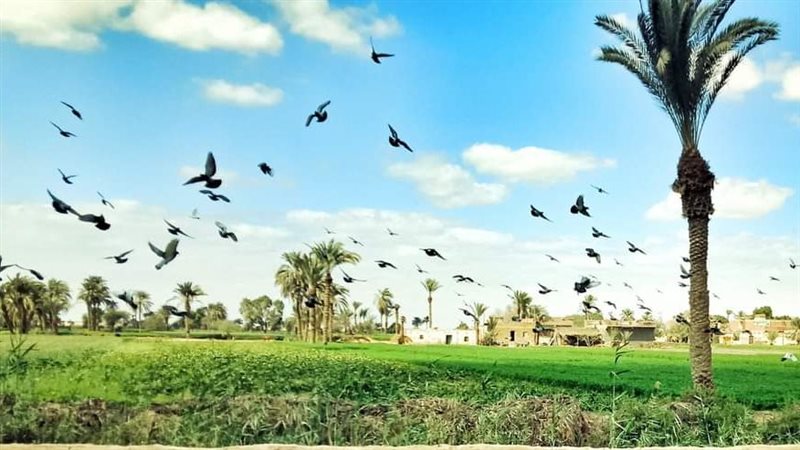 الريف المصري