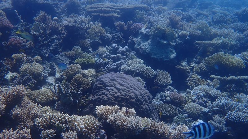 محميات البحر الأحمر