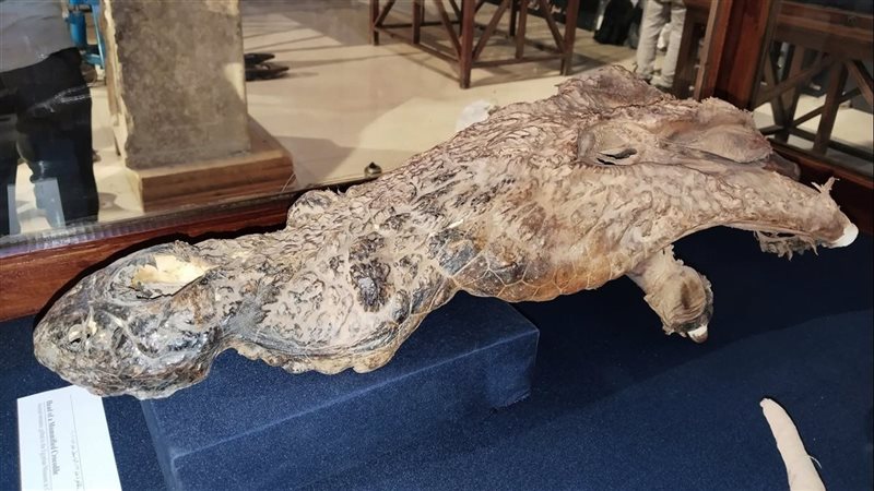 رأس تمساح محنط