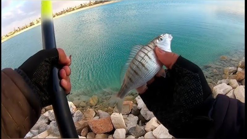 مسابقة الصيد