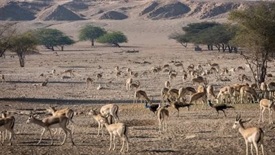 أسعار زيارة المحميات الطبيعية بمحافظة جنوب سيناء 