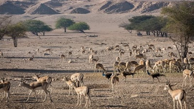 المحميات الطبيعية