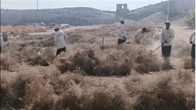 الكرنك يواصل حماية التراث.. إزالة العاقول والحشائش للحفاظ على المعابد (خاص)