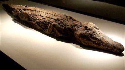 متحف التحنيط.. لغز عملية التحنيط التي تستغرق 70 يوما