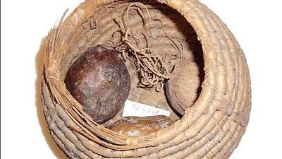 شجرة الدوم.. سر الخلود والنفع في حضارة مصر القديمة