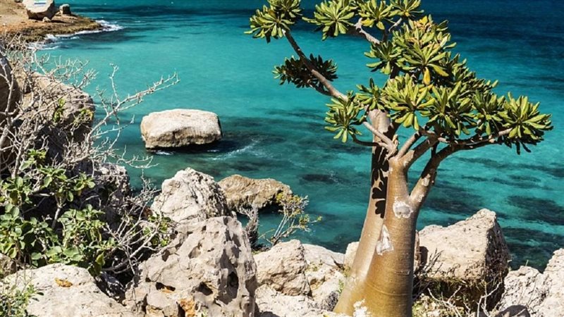 جزيرة سقطرى