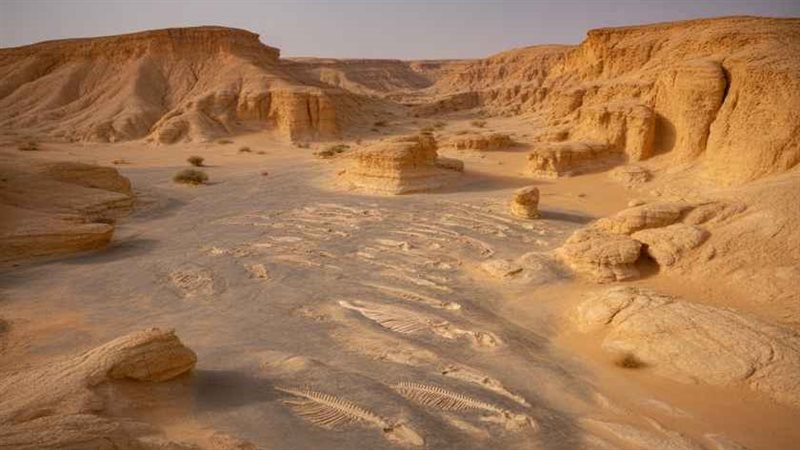 وادي الحيتان