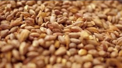 البعثة الإسبانية بالبر الغربي بالأقصر تكشف عن بقايا حبوب قديمة (خاص)