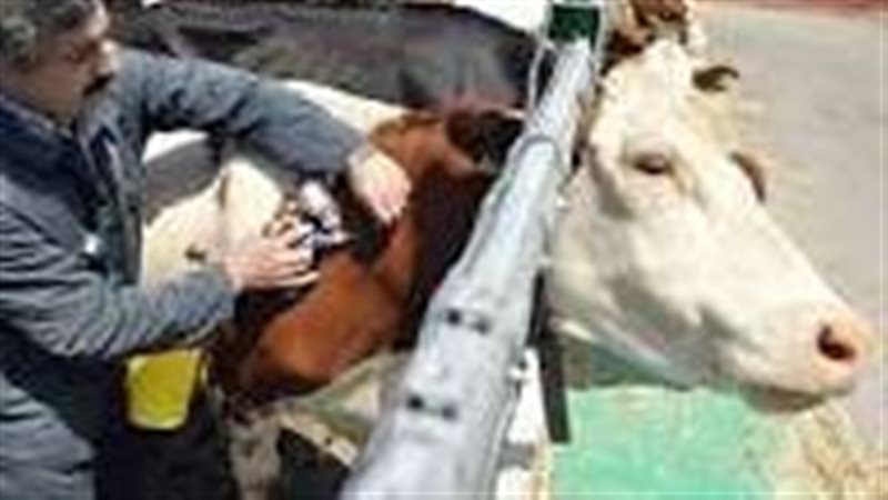 الحمي القلاعية 