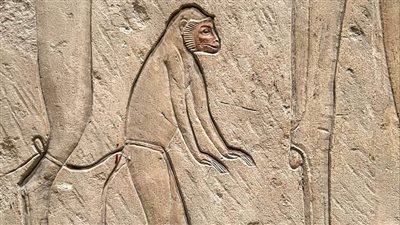 نقش قرد البابون من قبر مايا بسقارة يكشف أسرار الحياة والدين في مصر القديمة