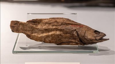 متحف التحنيط يسلّط الضوء على سمكة قشر البياض المحنطة