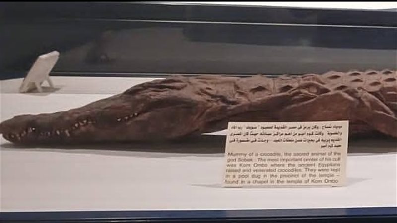 مومياء تمساح 