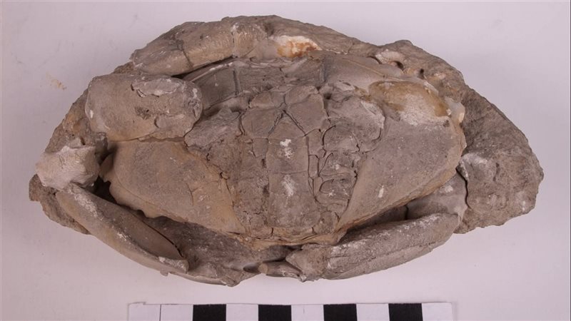 القطعة الأثرية 