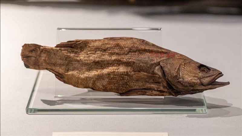 القطعة الأثرية 