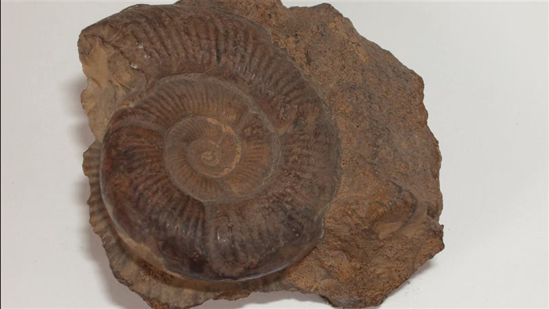 القطعة الأثرية 