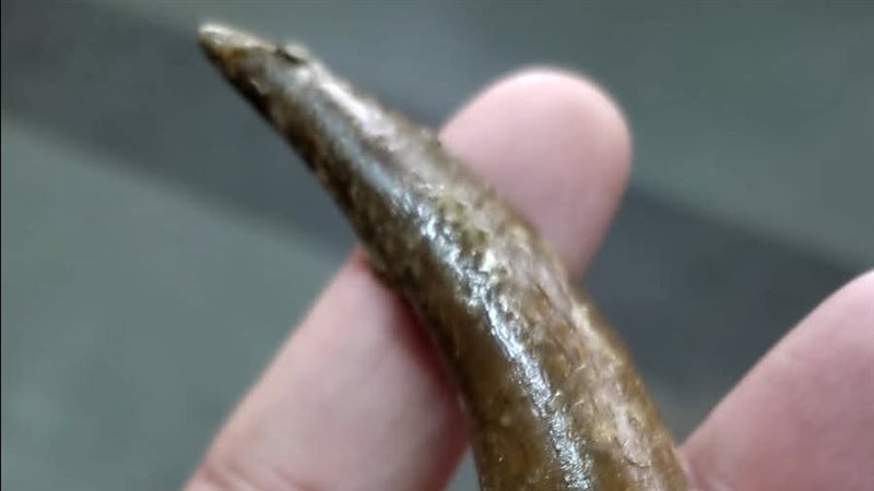 القطعة الأثرية 