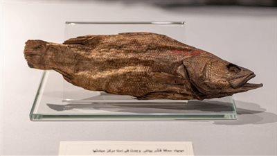 متحف التحنيط بالأقصر يعرض مومياء سمكة قشر البياض