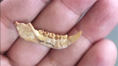 لغز الفيوم القديم.. كائن حير العلماء بين القرود والليمورات