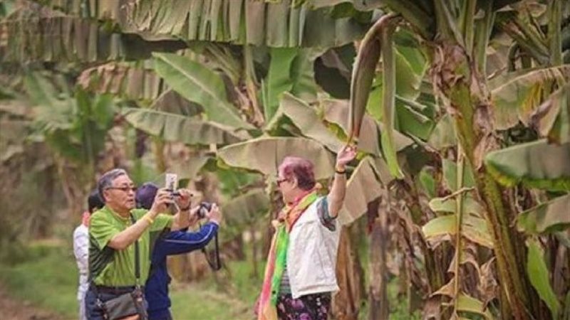 جزيرة الموز