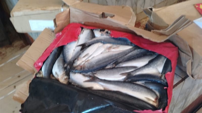 ضبط لحوم وأسماك فاسدة