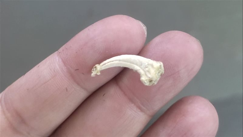 القطعة الأثرية 