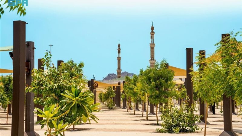 زراعة أشجار بالمشاعر