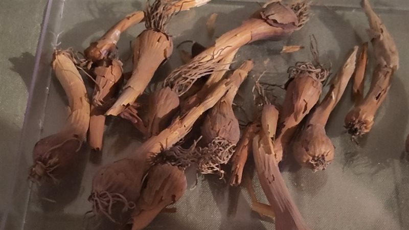 القطعة الأثرية 