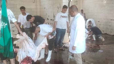 ذبح 4300 أضحية بمجازر محافظة الجيزة خلال أيام عيد الأضحى