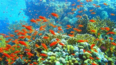 القطاع السياحي يرحب بإرجاء تطبيق رسوم محميات البحر الأحمر ستة أشهر