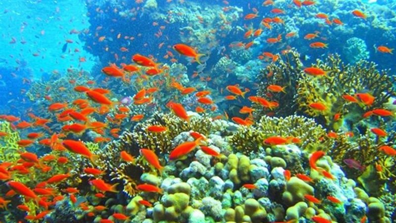 محميات البحر الأحمر