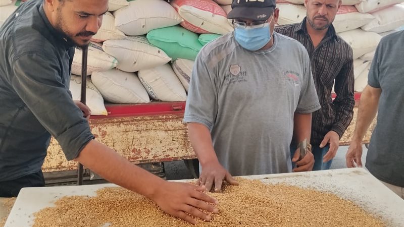 قمح محلي