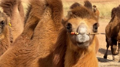 بأسعار تصل لـ 70 دولارا، حليب الإبل ينعش اقتصاد الريف الصيني