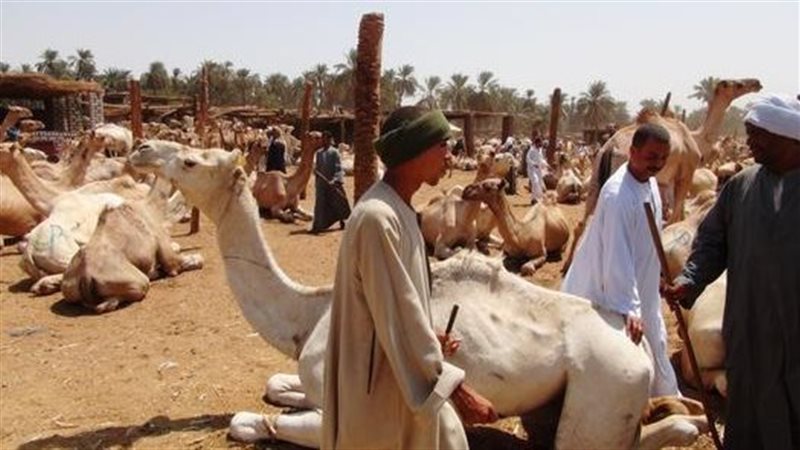 سوق دراو بأسوان