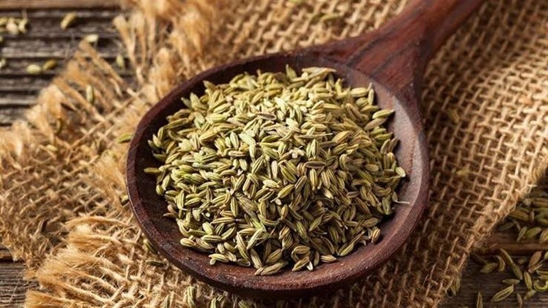 الشمر القناوي