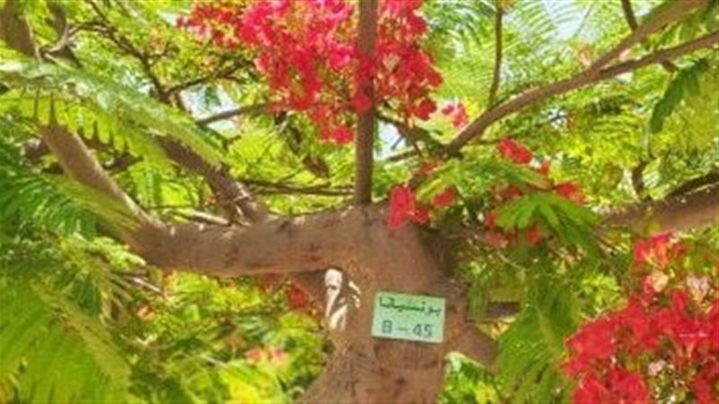 توثيق الأشجار