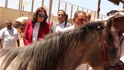 محافظة الجيزة تواصل تنفيذ منظومة التكويد الإلكتروني للدواب بمنطقة الأهرامات