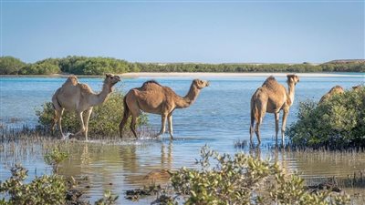 وادي الجمال.. الكنز المجهول وسحر البيئة البكر في قلب جنوب البحر الأحمر