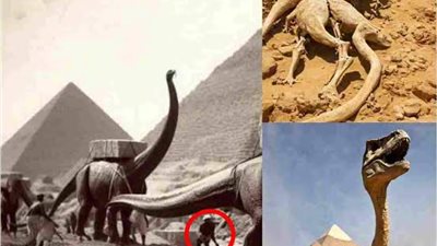 ديناصورات بدم بارد؟.. العلم يعيد كتابة قصة حرارة أجسام أضخم مخلوقات الأرض