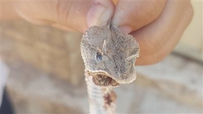 ثعبان سام في تونا الجبل.. ومطالب بإعادة النظر في بدل المخاطر
