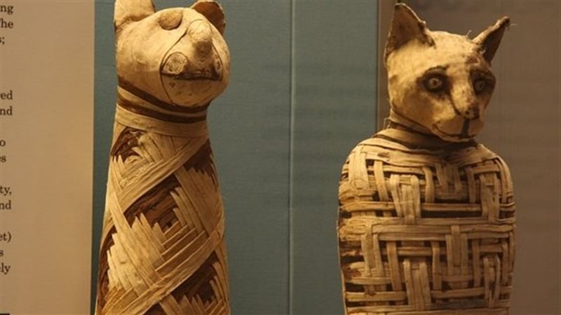 القطط الفرعونية
