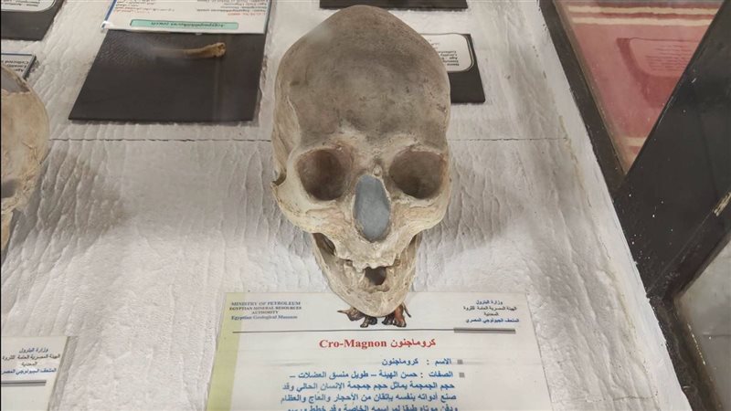 الجمجمة 