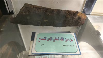 من قلب الفيوم.. فك تمساح متحجر يروي حكاية عالم ضائع قبل ملايين السنين